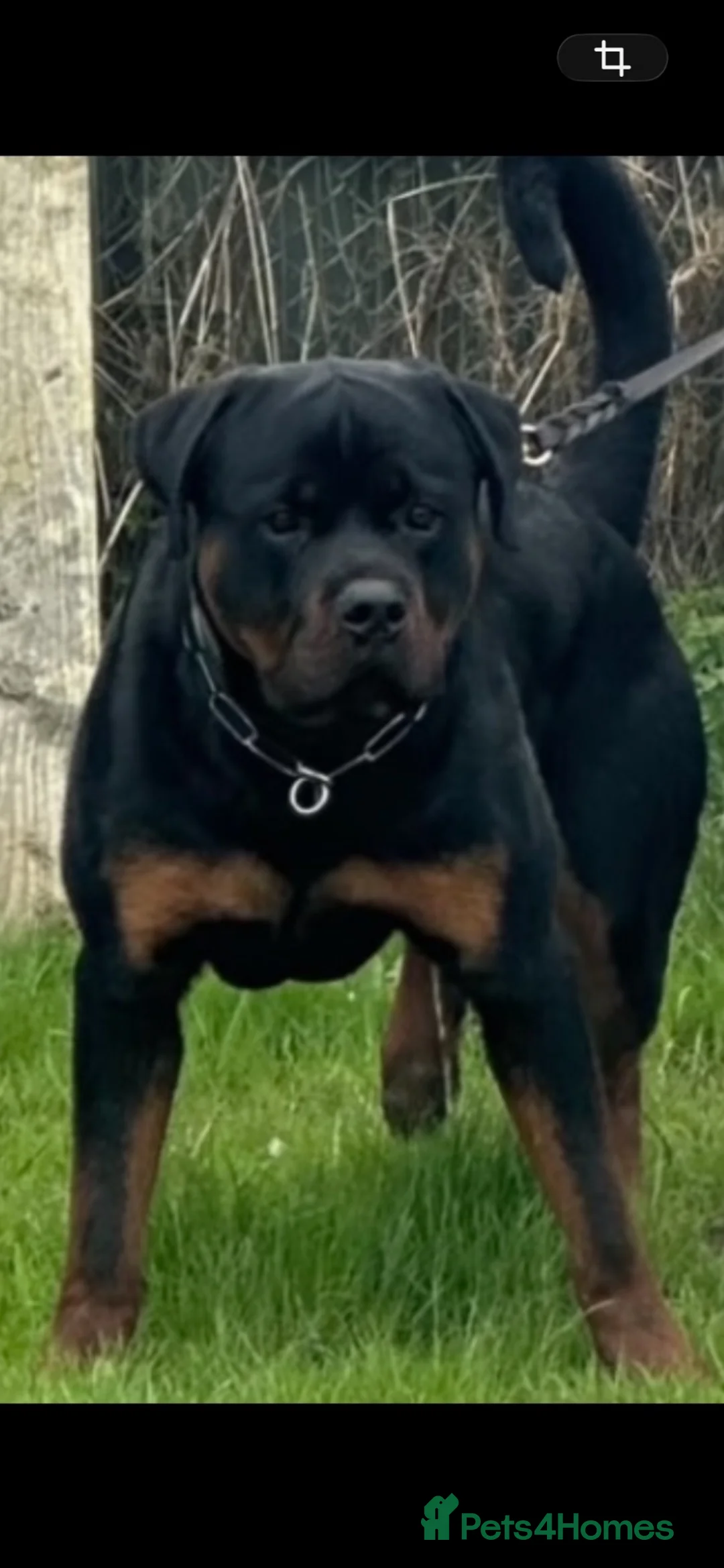 Rottweiler dogs for sale: Beautiful Rottweiler puppy’s - Advert 1