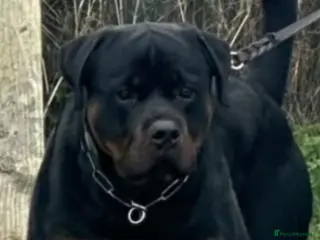 Rottweiler dogs Beautiful Rottweiler puppy’s - Advert 1