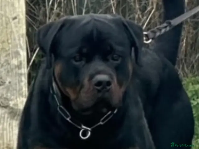 Rottweiler dogs Beautiful Rottweiler puppy’s - Advert 1