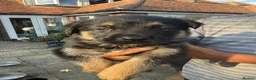 Mixed Breed dogs for sale: Adorable litter of Rottweiler cross GSD in Lewes - Advert 3