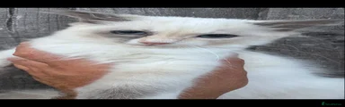 Ragdoll 1