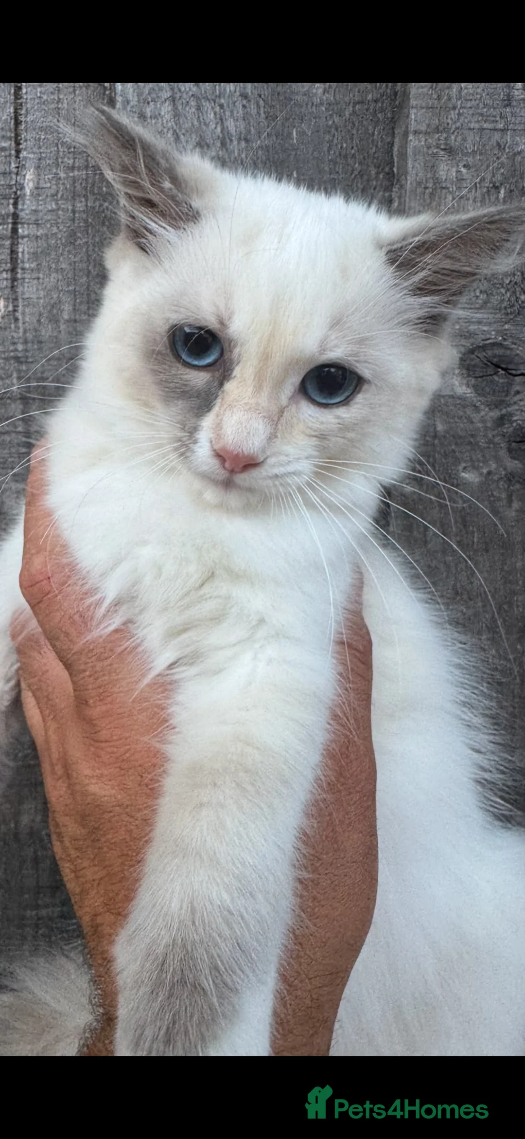 Ragdoll cats for sale: Ragdoll kittens  in Petersfield - Advert 2