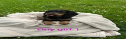 Dachshund dogs for sale: Beautiful Dachshund Puppies - Advert 3
