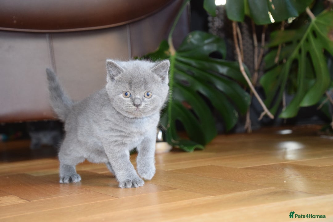 British Shorthair cats for sale: BSH Blue kittens, 3xgirls 3xboys - Image 21