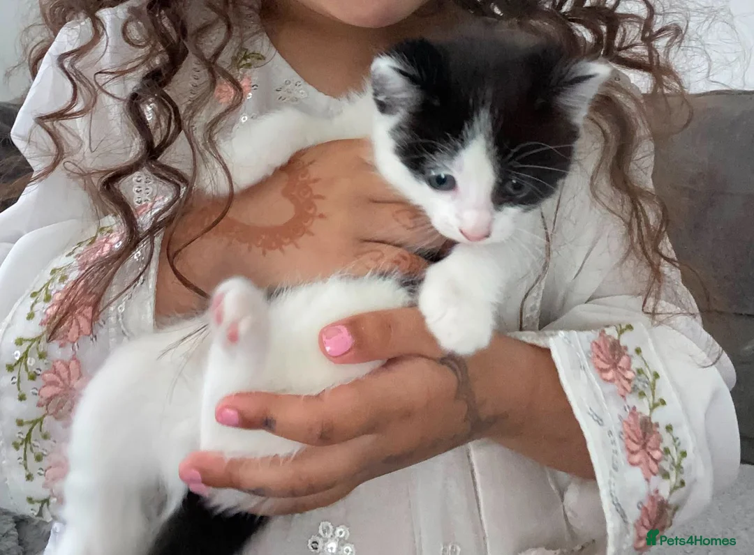 Mixed Breed cats for sale: Beautiful kittens for sale - Advert 2
