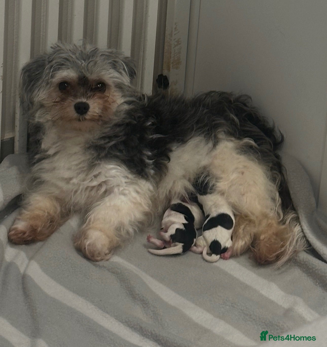 Maltipoo dogs Tiny Asian Maltipoo 2kg  - Advert 1