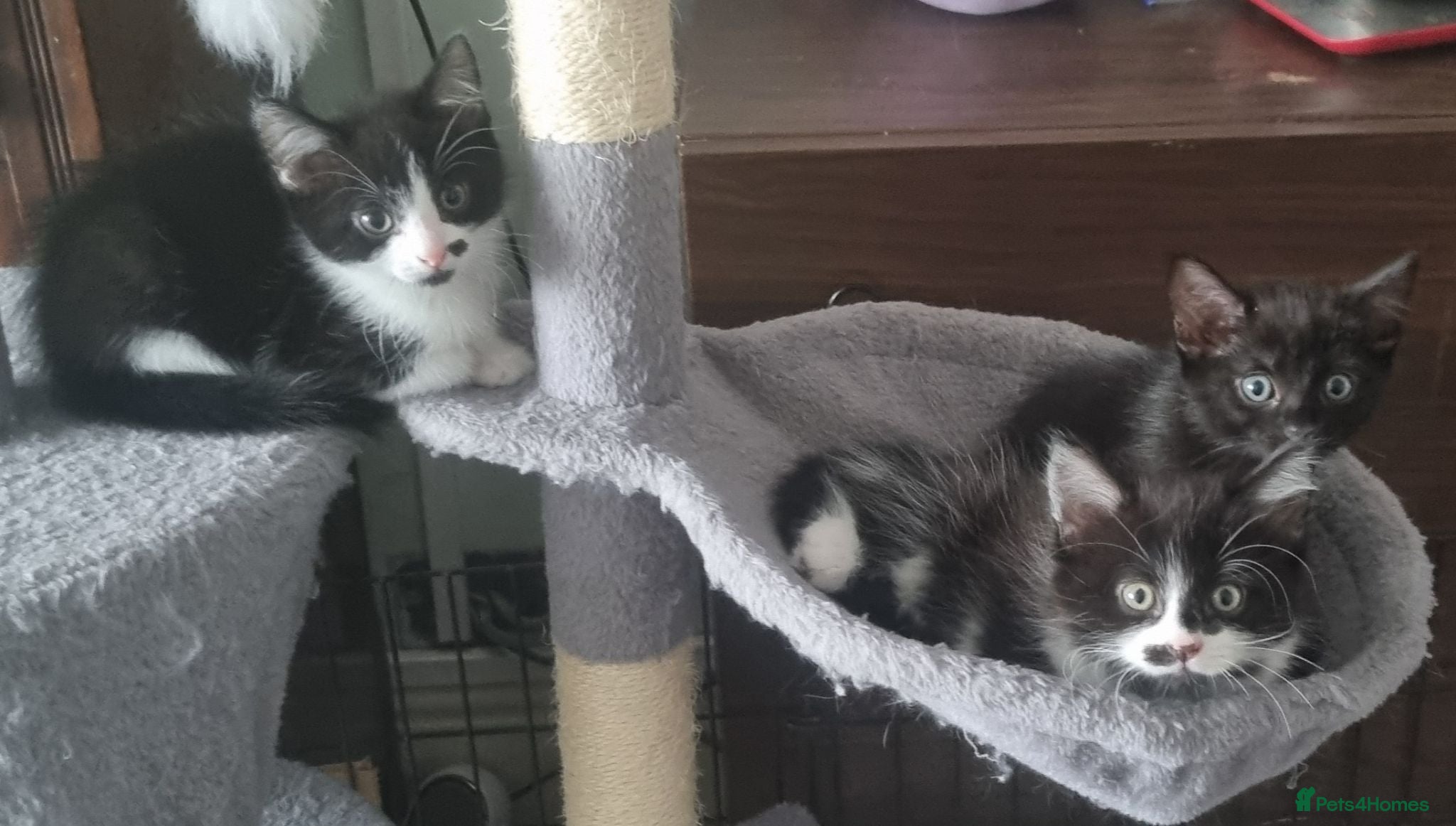 Mixed Breed cats 3 Little Girls for Sale - Advert 1