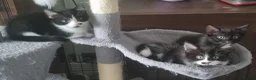 Mixed Breed cats for sale: 3 Little Girls for Sale - Advert 1
