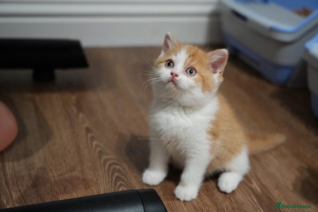 British Shorthair cats for sale: Registered champion bloodline BSH - Image 7