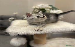 British Shorthair cats for sale: Silver Spotted Full Pedigree Registered BSH - Image 18