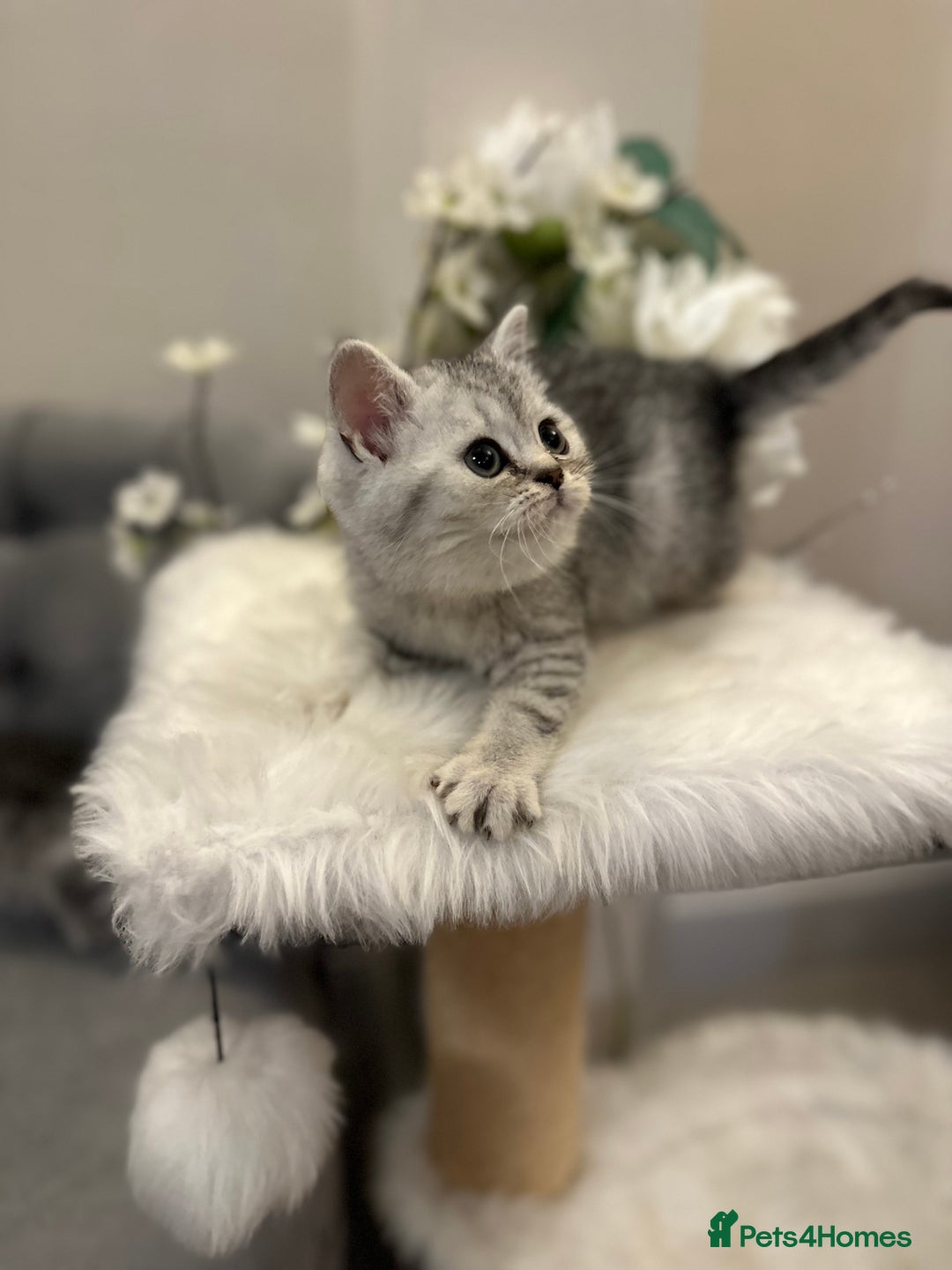 British Shorthair cats for sale: Silver Spotted Full Pedigree Registered BSH - Image 18