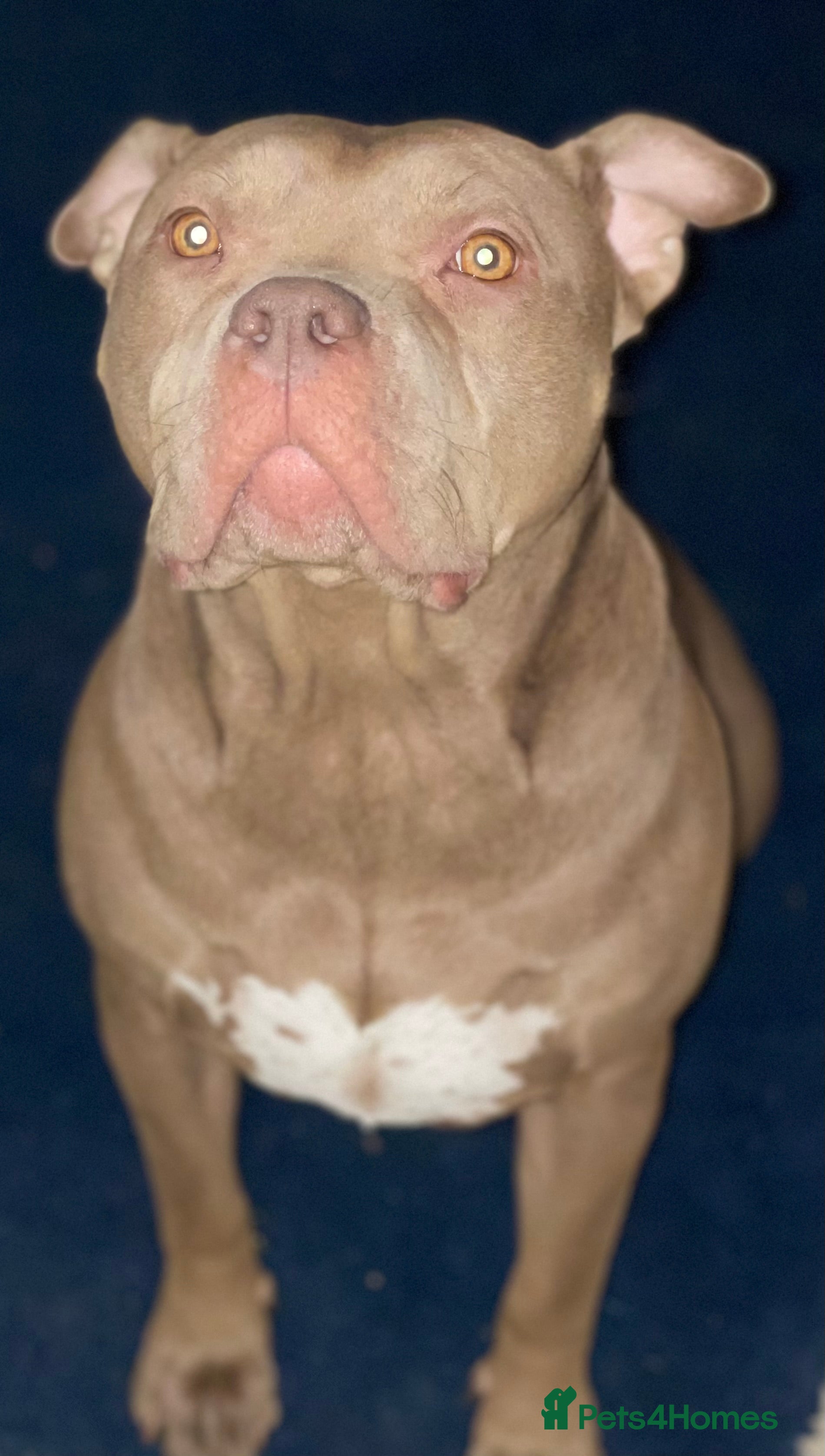 Mixed Breed dogs American bully/Pit x Rhodesian Ridgeback  - Advert 1