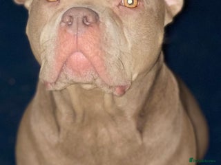 Mixed Breed dogs American bully/Pit x Rhodesian Ridgeback - Advert 1