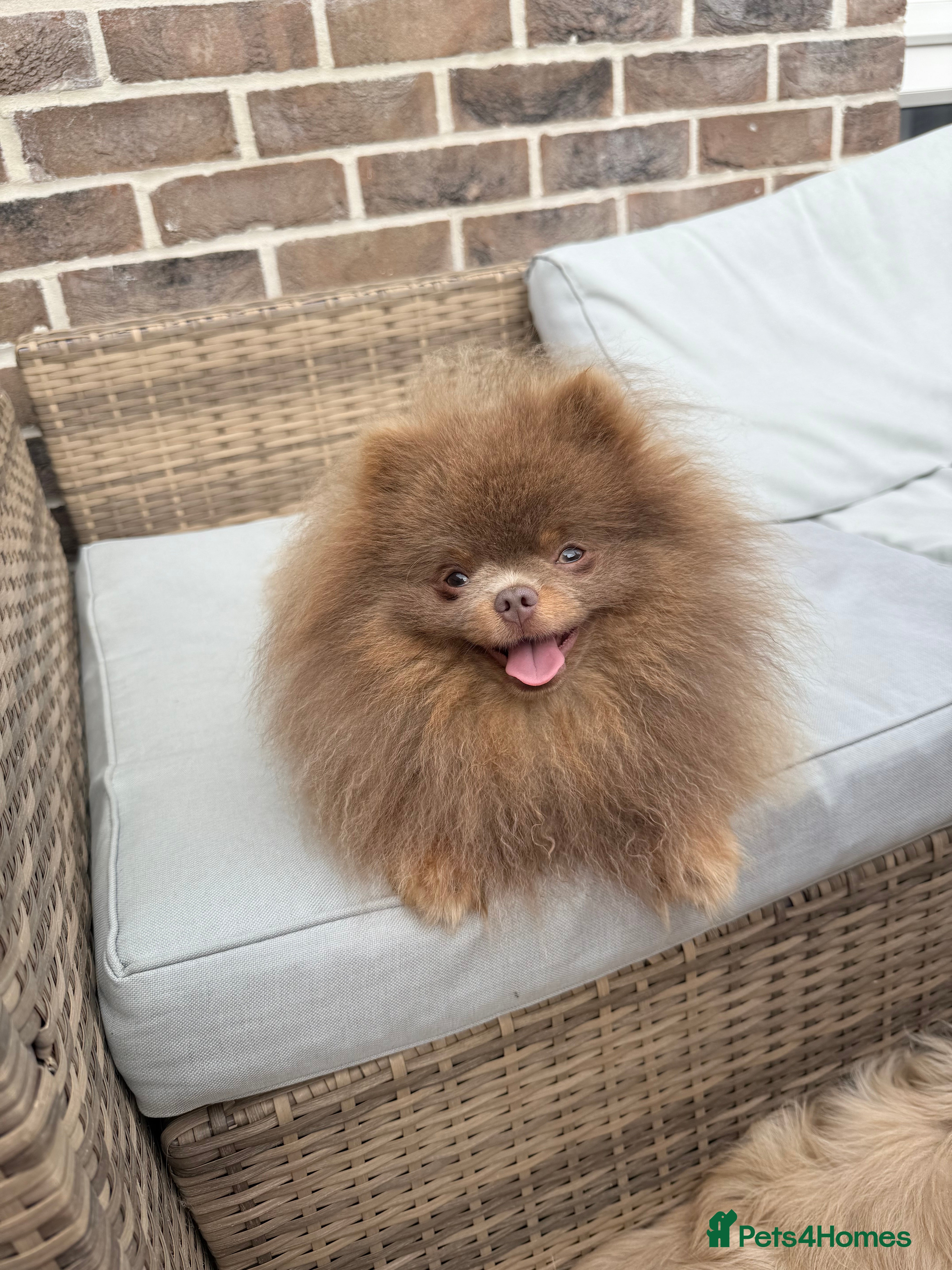 Pomeranian dogs 🐾✨ ** Lilac Tan Proven Stud Available! ✨🐾 - Advert 22