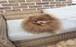 Pomeranian dogs for stud: 🐾✨ ** Lilac Tan Proven Stud Available! ✨🐾 - Image 15