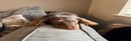 Dachshund dogs for stud: Long haired miniature dapple male dachshund  - Advert 4