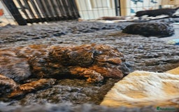 Miniature Poodle dogs for sale: Beautiful Health Tested Poodles - Advert 15