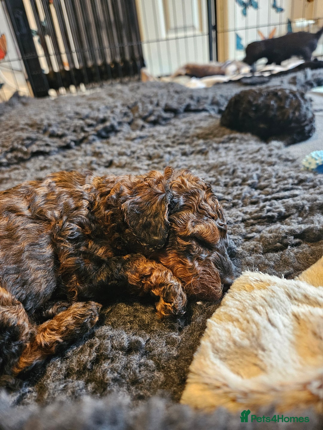 Miniature Poodle dogs for sale: Beautiful Health Tested Poodles - Advert 15