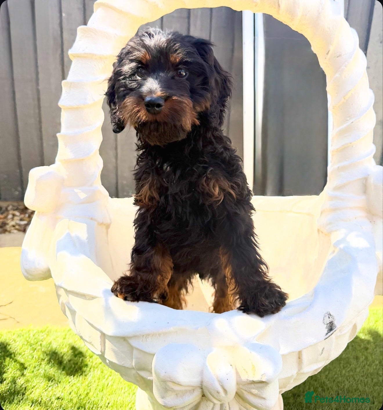 Cockapoo dogs 1 boy left Cockapoo pup - Advert 2