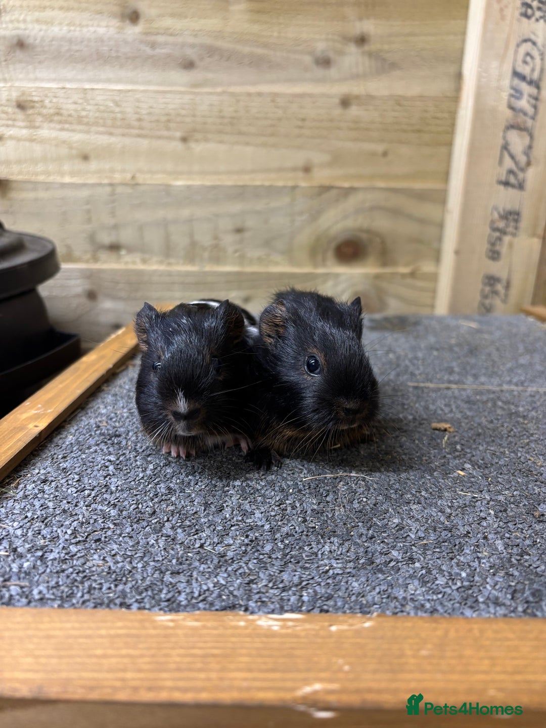 Guinea Pig rodents for sale: Pair of sows or neutered boar and sow - Advert 8