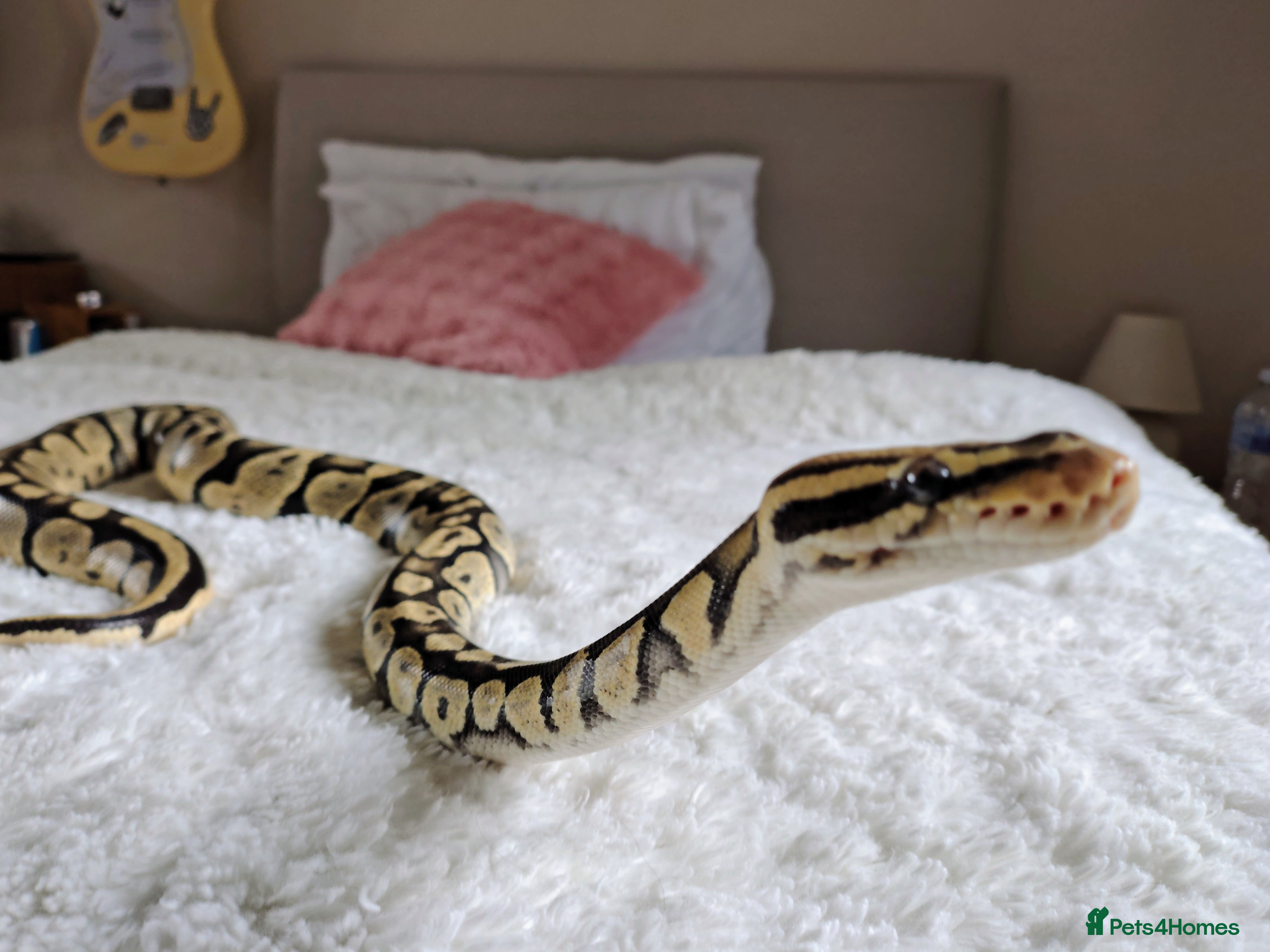 Python Snake reptiles Adult ball python + vivarium - £350 OVNO - Advert 1