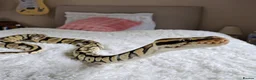 Python Snake reptiles for sale: Adult ball python + vivarium - £350 OVNO - Advert 1
