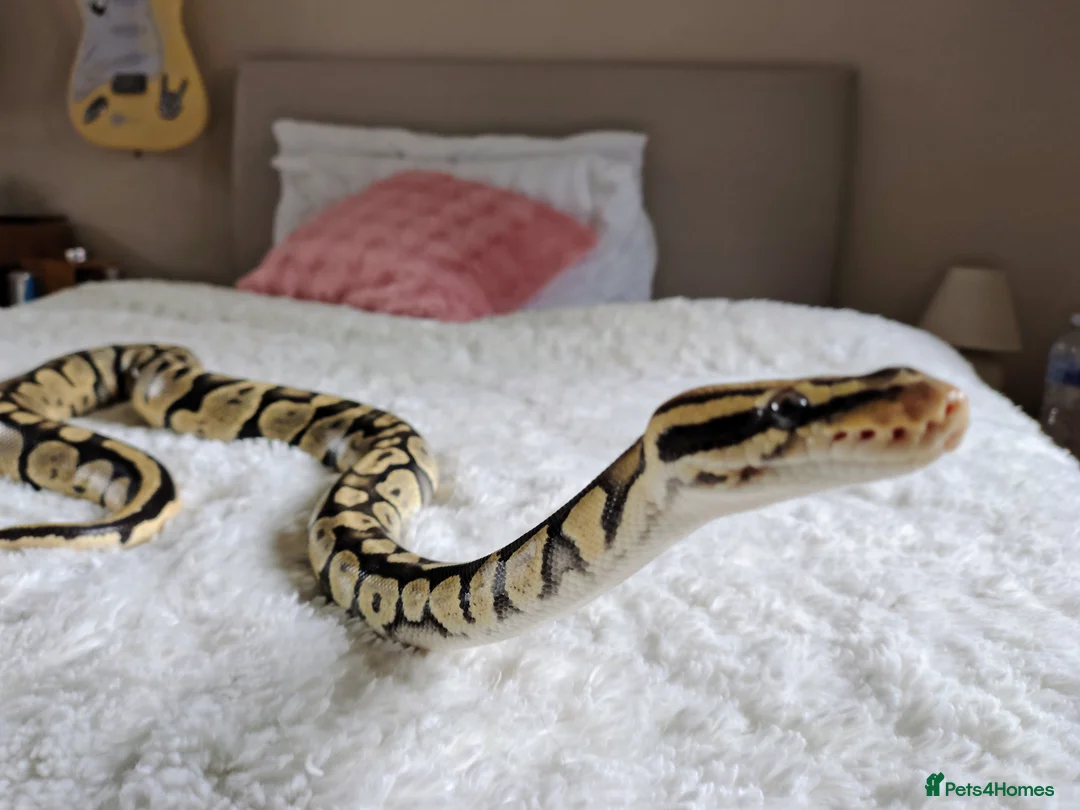 Python Snake reptiles for sale: Adult ball python + vivarium - £350 OVNO - Advert 1