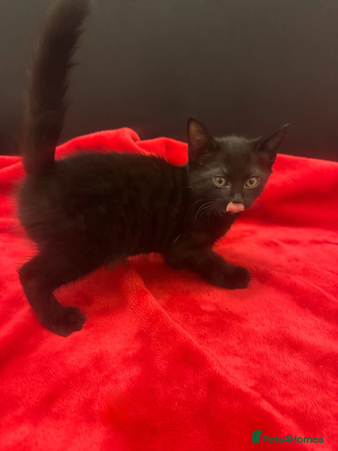 Siamese cats for sale: Last 2! Brown/Black Siamese Kittens  - Advert 1