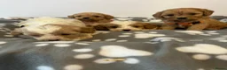 Cavapoo dogs for sale: F1 cavapoo puppies in Aberdeen - Advert 15