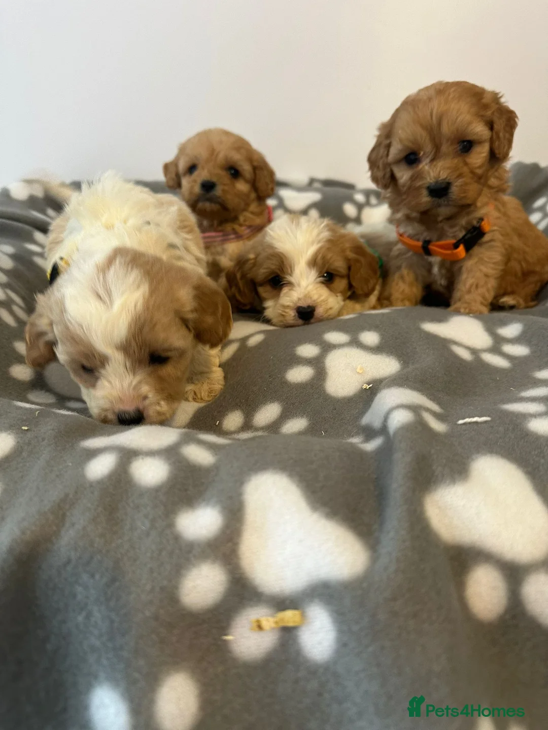 Cavapoo dogs for sale: F1 cavapoo puppies in Aberdeen - Advert 15