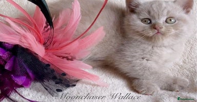 British Shorthair cats - Advert 9