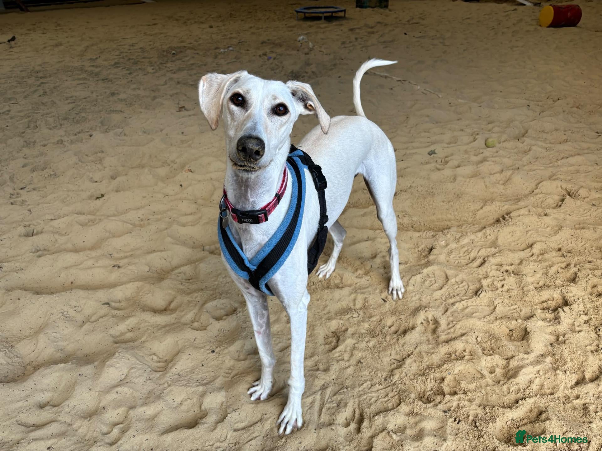 Lurcher dogs Pirelli - Advert 1