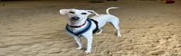 Lurcher dogs for adoption: Pirelli - Advert 1