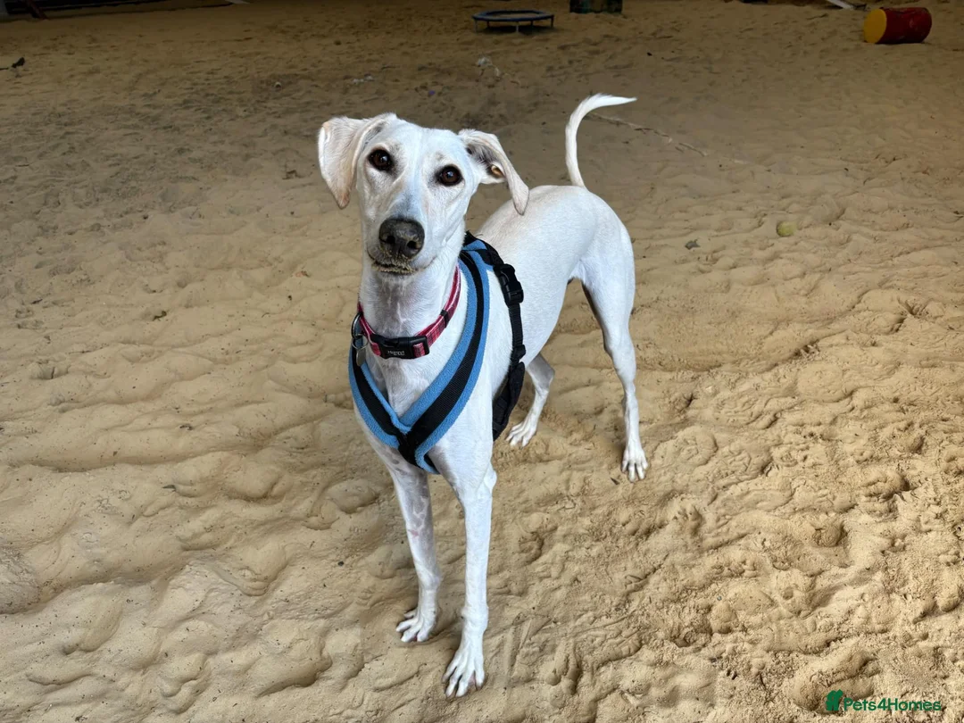 Lurcher dogs for adoption: Pirelli - Advert 1