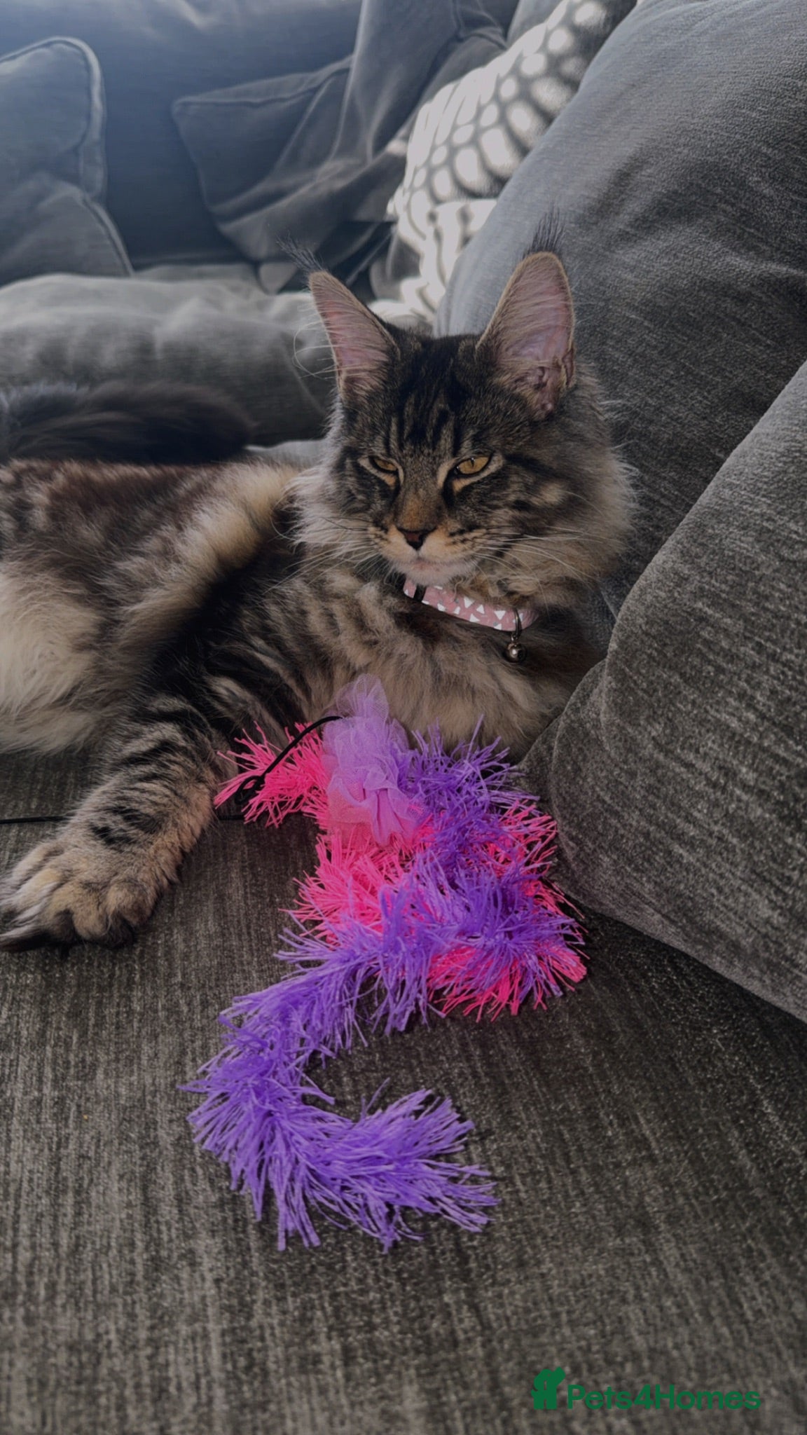 Maine Coon cats Maincoon ✨💗 - Advert 1