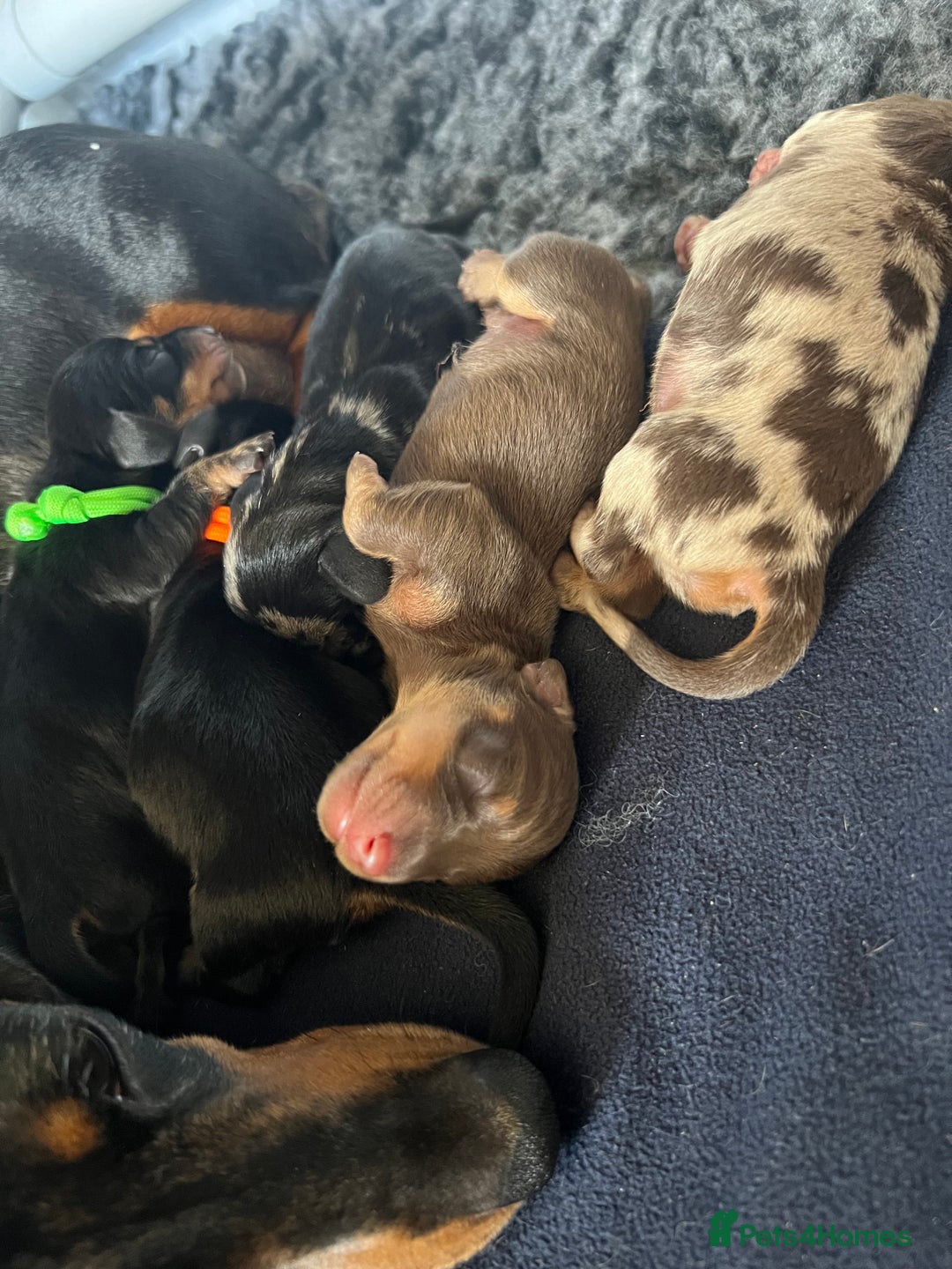 Miniature Dachshund dogs for sale: Black & tan boy, KC reg, PRA clear, low coi score - Image 5