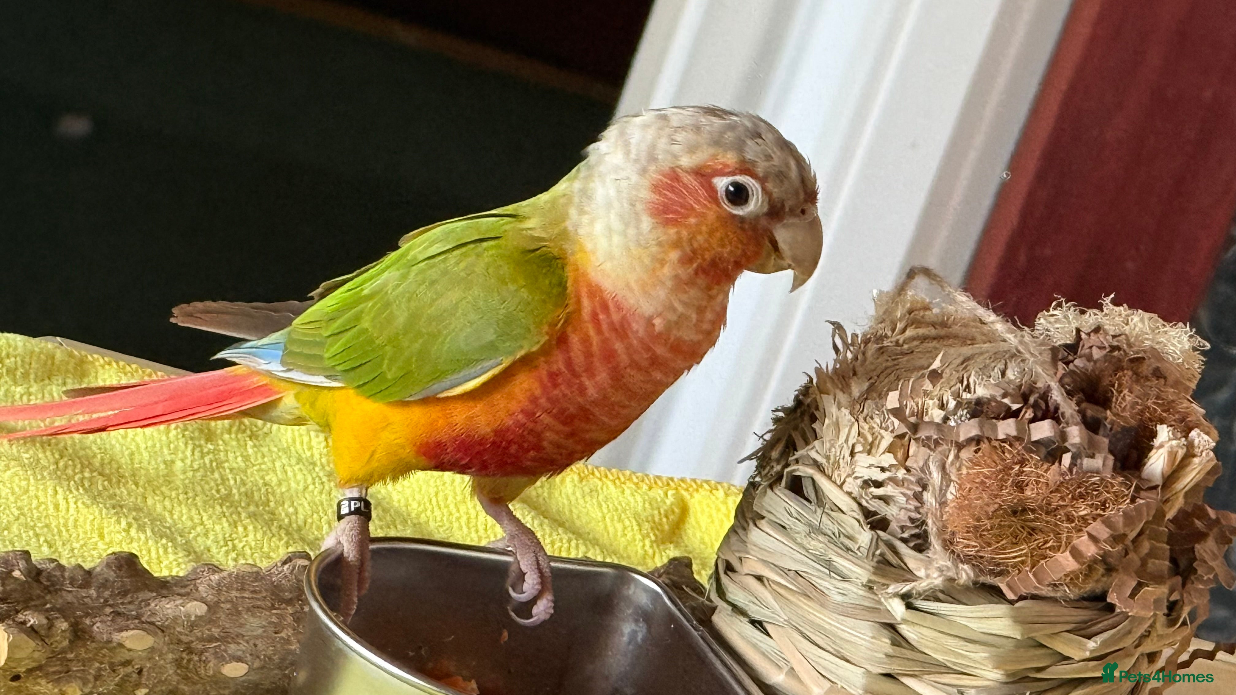Conures birds 6 months old pineapple conure - Advert 1