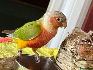 Conures birds 6 months old pineapple conure - Advert 10