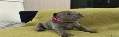 French Bulldog 4
