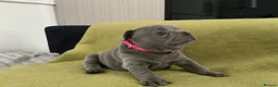 French Bulldog dogs for sale: French bulldog  - Advert 4