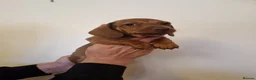 Miniature Dachshund dogs for sale: Miniature chocolate dapple black tan dachshund - Advert 27