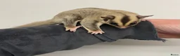 Sugar Glider rodents for sale: 2 female sugar gliders  - Advert 6