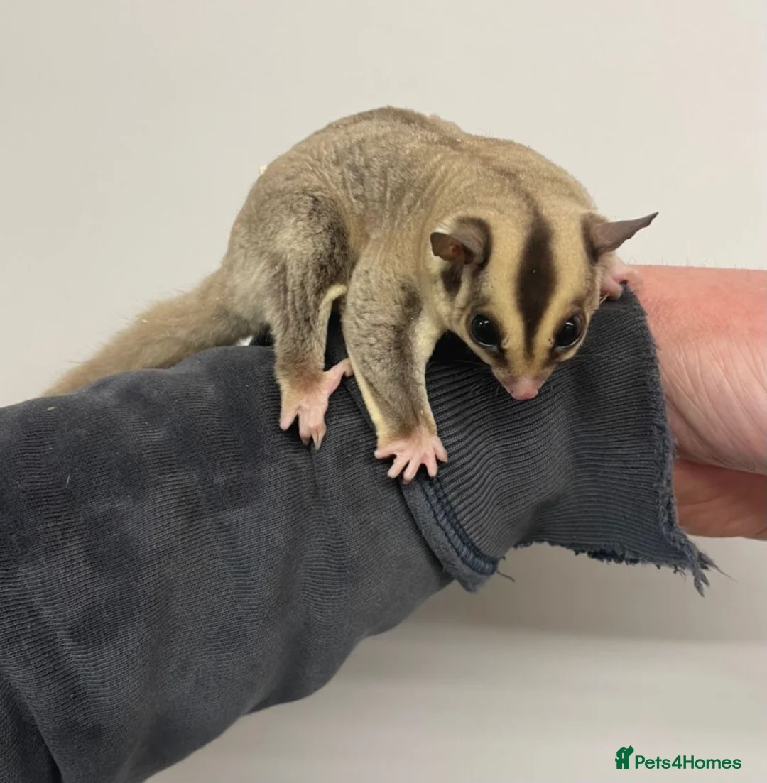 Sugar Glider rodents for sale: 2 female sugar gliders  - Advert 6
