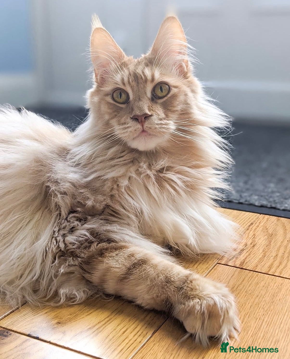 Maine Coon cats 8 year old male Maine Coon - Advert 3