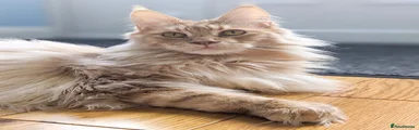 Aslan