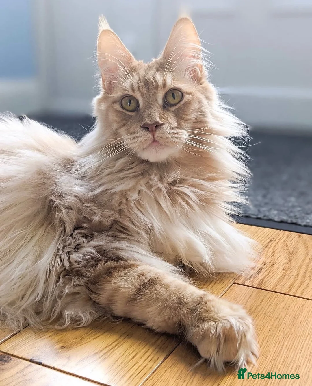 Maine Coon cats for sale: 8 year old male Maine Coon - Advert 1