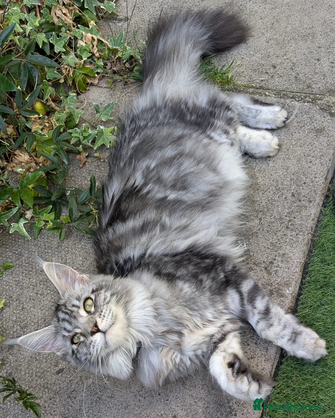 Maine Coon cats for sale: Champion Sired Maine Coon Kittens  TICA Registered - Advert 20
