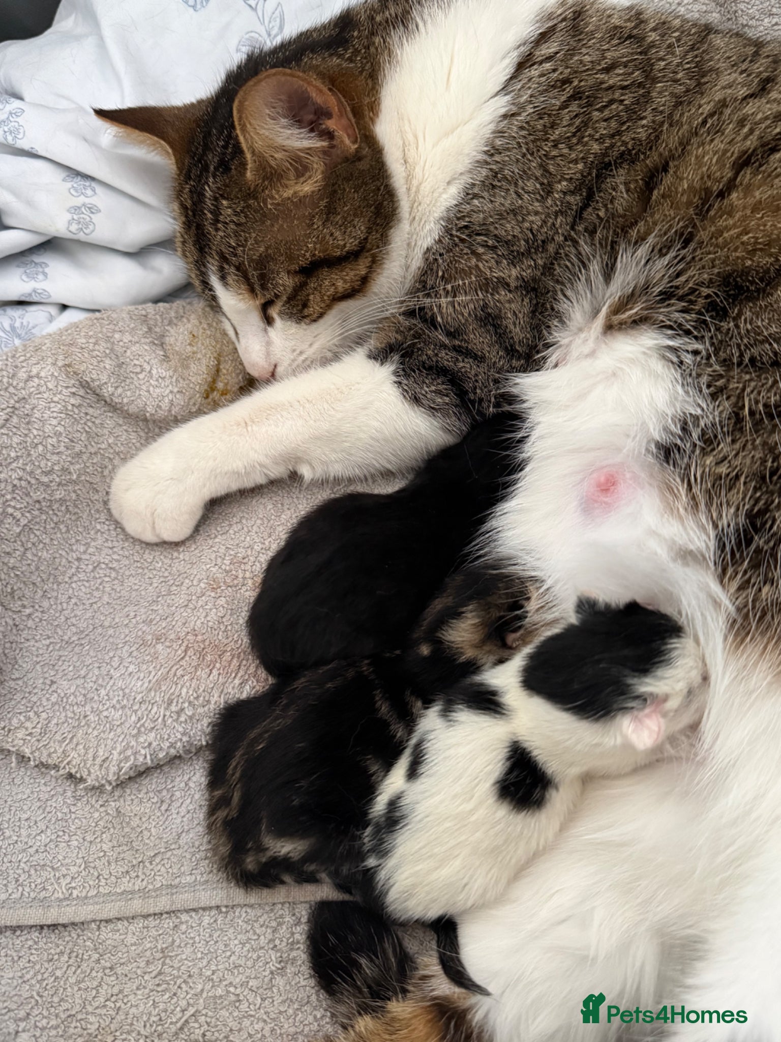 Mixed Breed cats 1 female 1 male left available  - Advert 1