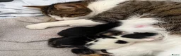 Mixed Breed cats for sale: 1 female 1 male left available  in Congleton - Advert 1