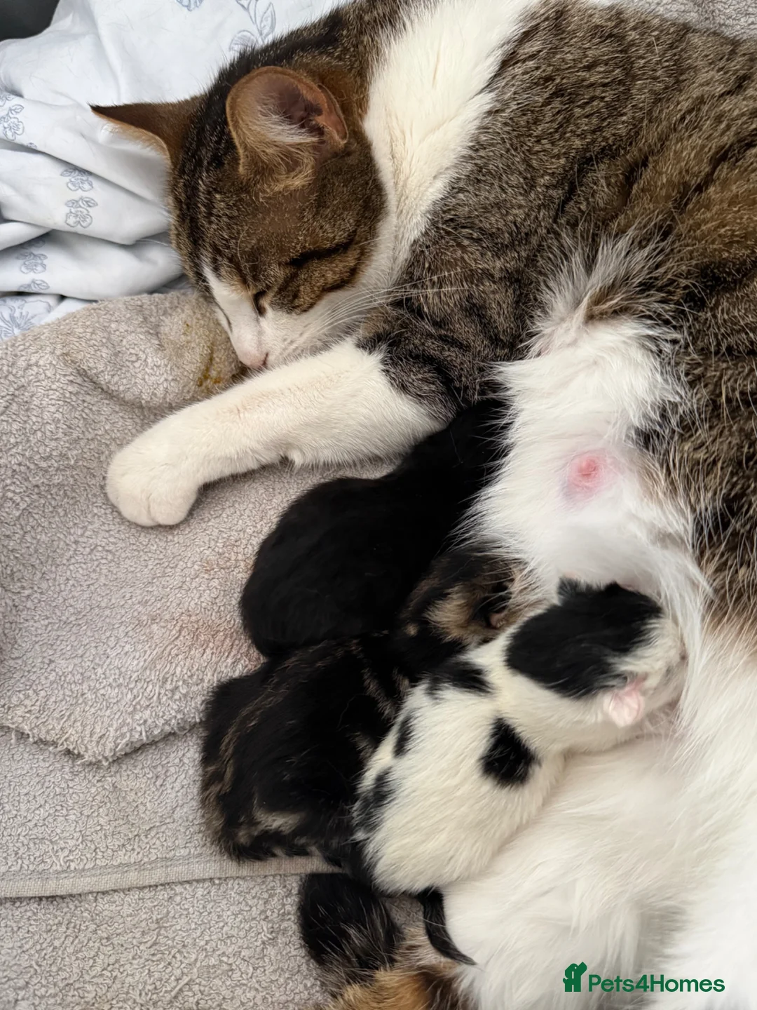 Mixed Breed cats for sale: 1 female 1 male left available  in Congleton - Advert 1